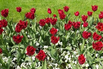 Red tulips in a green flowerbed