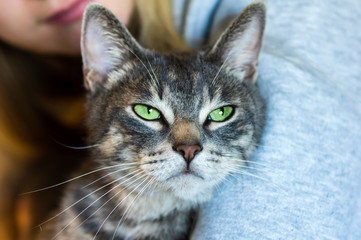 Chat dans les bras de sa maîtresse