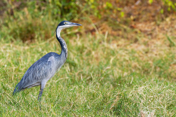 Fototapeta premium Black-headed heron Ardea melanocephala Ardeidae side view profile walking on grass Samburu National Reserve Kenya East Africa copy space