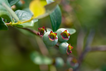 Young fruits of blueberry, on the branch