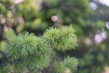 pine tree branch with cones