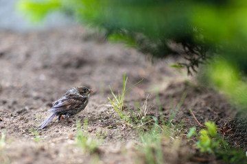 Młody wróbel na ziemi przy drzewku