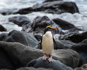 Close-up of a rare Fiordland penguin on the South Island of New Zealand © John Yunker