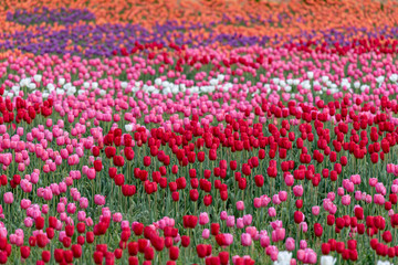 Colorful tulip flower field, in full bloom