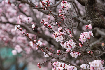 Pink apricot flowers, Armenian plum