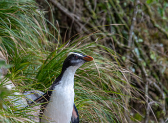 The Fiordland penguin nests in the rainforests of New Zealand