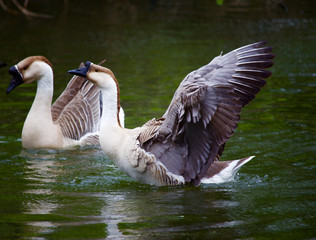 Geese taking flight from water