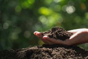 Poster Hand van man die grond in handen houdt om te planten. © krisana