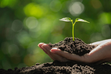 Hand holding a green and small plant. Green fresh plants on nature background.