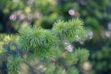 pine tree branch with cones