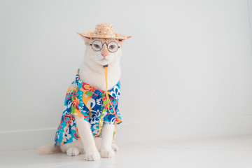 Funny cat going on vacation,wear beach shirt and hat in summer concept .