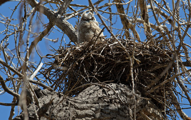Great Horned Owlet