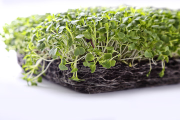 microgreens and healthy sprouts on a white background