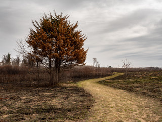 A path leads to a tree in a burned prairie