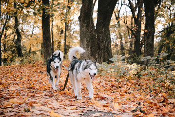 Two husky puppies in an autumn park
