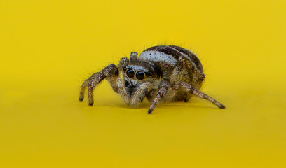 Macro photo Jumping spider, Salticidae, Arachnida