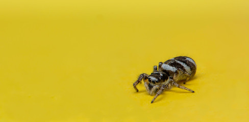 Macro photo Jumping spider, Salticidae, Arachnida