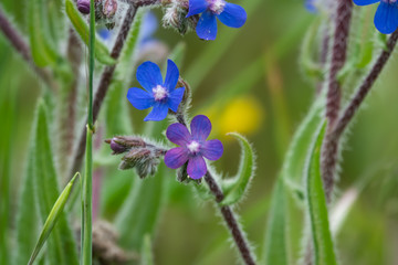 Italian Bugloss Flowers in Bloom in Springtime