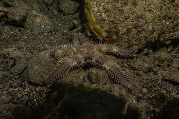 Starfish On the seabed in the Red Sea, eilat israel