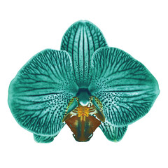 green  cyan  brown orchid flower isolated white background with clipping path. Flower bud close-up. Nature.