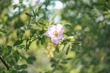 blooming bird cherry tree in spring