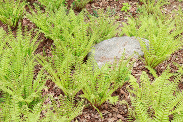 숲속에서 자라는 야생 고사리