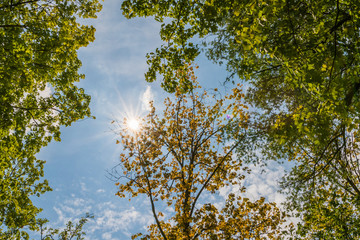 Obraz premium Schönes warmes Wetter - Sonnenstrahlen durch die Bäume im Wald