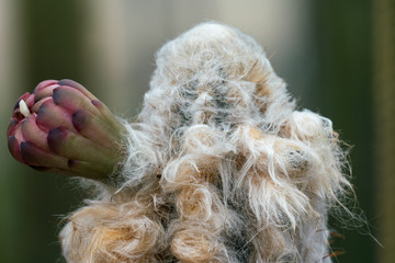Detailreiches close up eines Kaktus mit Stacheln