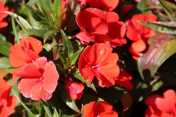 Цветы в парке