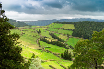 landscape with cows from the island of Azores in Portugal 
