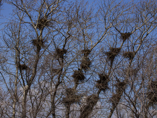 Many bird nests in bare trees.