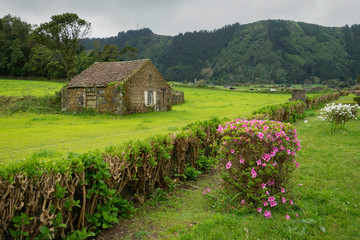azaleas on the roadside in the azores island