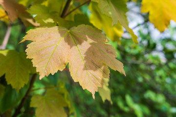 Blatt am Baum im Sonnelicht