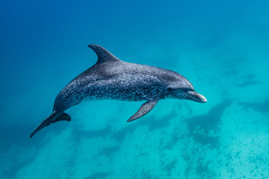 Lovely Dolphin