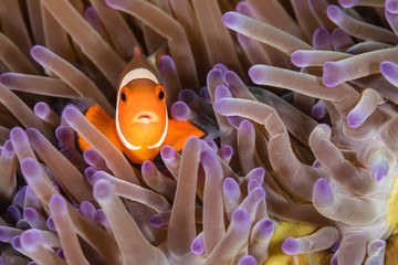 Nemo beim tauchen