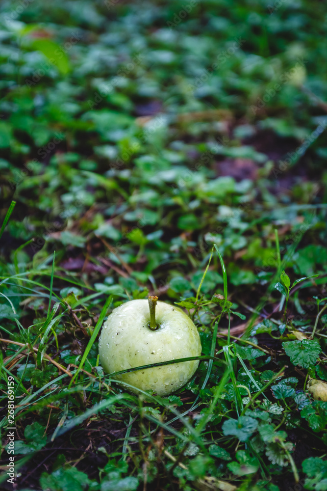 Wall mural In the green grass are apples fallen from the tree