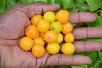 LES FRUITS SAUVAVES  DES  LES PREMIERES PLUIES AU BURKINA FASO 