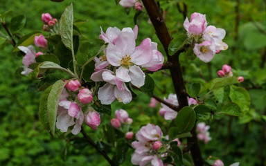 Obraz premium Beautiful white-pink flowers of an apple tree on a branch in spring,after the rain