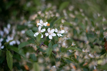 blooming bird cherry tree in spring