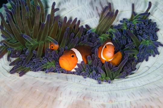 Nemo