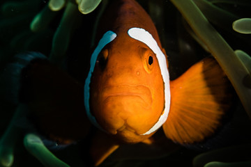 Nemo