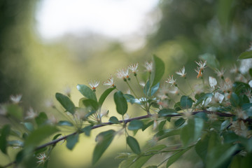 blooming bird cherry tree in spring