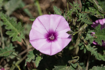Mallow Bindweed Flower in Bloom in Springtime