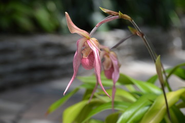 Orchid in the garden