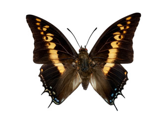 charaxes castor on white background