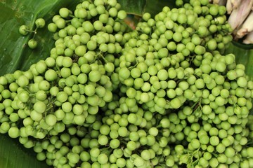 Fresh eggplant green organic is a bunch