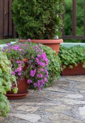 Fototapeta na wymiar Pots with bushes of blooming plants. Landscape design. Bushes with flowers. Vertical view