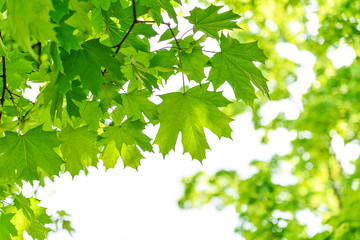 Fototapeta na wymiar Spring eco friendly background - vivid green branches of maple tree on a sunny day.