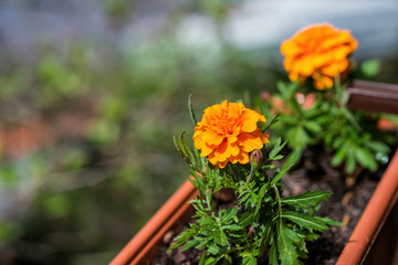 yellow flowers in the garden
