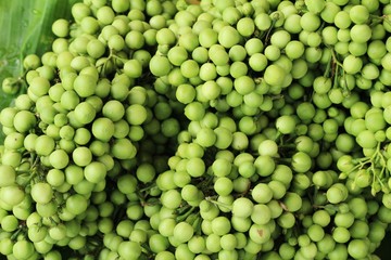 Fresh eggplant green organic is a bunch